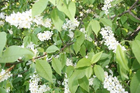 Bird cherry blossoms Stock Photos