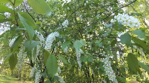 Bird cherry blossoms in spring in the forest. 4K nature Stock Footage 107725221