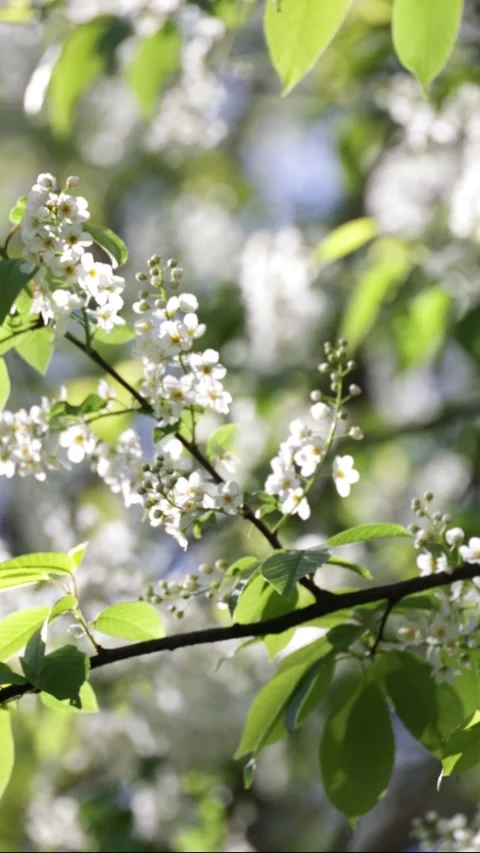 Bird cherry blossoms. White bird cherry flowers surrounded by green foliage Stock Footage 306652075