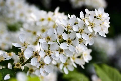 Bird-cherry branch close-up Stock-Fotos