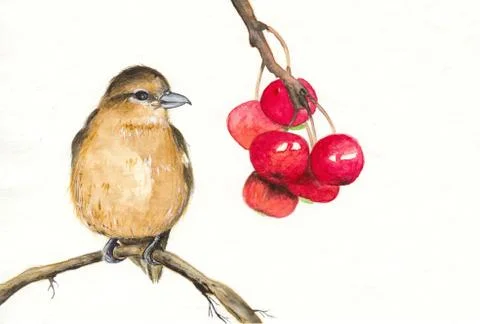 Bird on the cherry branch Illustrazione stock
