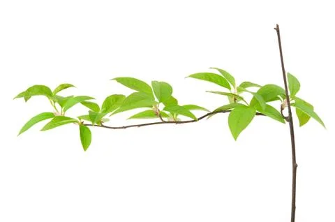 Bird cherry branch isolated Stock Photos