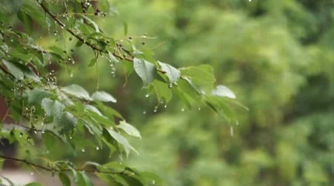 Bird cherry branch in the rain Stock Footage 11217012
