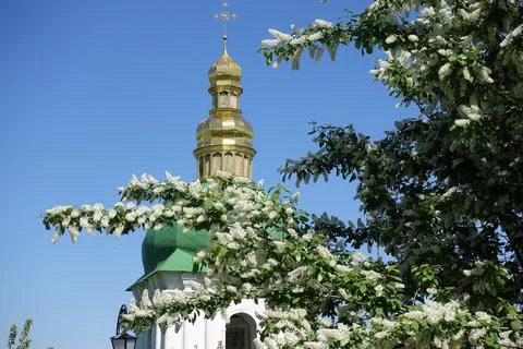 Bird cherry branches against the background of the bell tower 库存照片