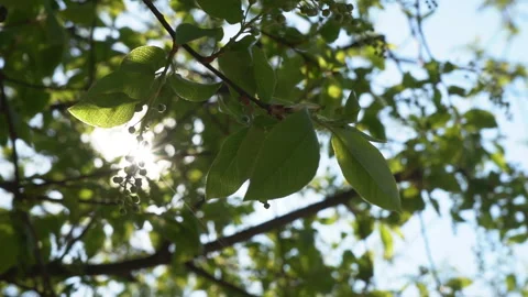 Bird cherry branches before flowering Stock Footage 128329884