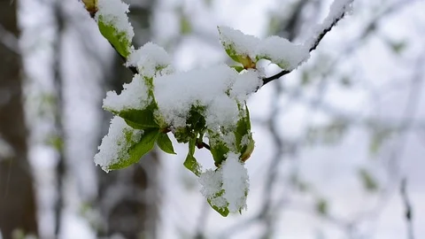 Bird cherry branches Stock Footage 128798173