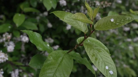Bird cherry branches Stock Footage 273616588