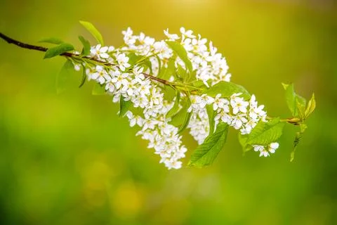 Bird cherry branches in the garden in spring 스톡 사진