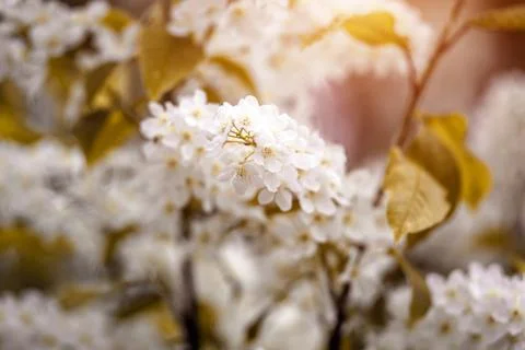Bird cherry branches in the garden in spring 写真素材