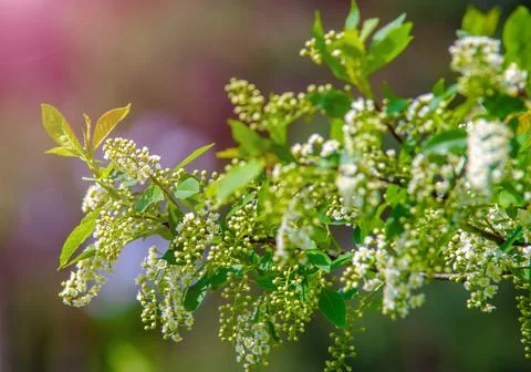 Bird cherry branches in the garden in spring Stock Photos