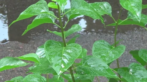 Bird cherry branches, leaves, rain, puddle, asphalt, spring, Ukraine Stock-Footage 310403936