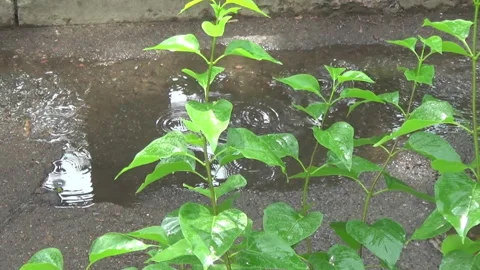 Bird cherry branches, leaves, rain, puddle, car, asphalt, spring, Ukraine. Stockbeeldmateriaal 310404005
