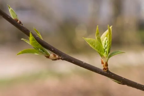 Bird Cherry Buds Stock Photos