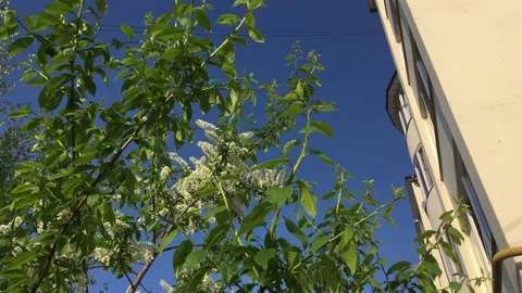 Bird cherry bushes blooming next to a white apartment building Video stock 154304652