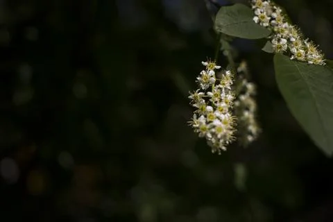 Bird cherry closeup. Bird-cherry tree in spring. Stock Photos