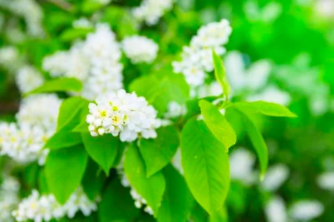Bird cherry closeup with selective focus. Stock-Fotos