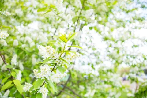 Bird cherry closeup with selective focus. Focus is on central part of the image. Stock Photos