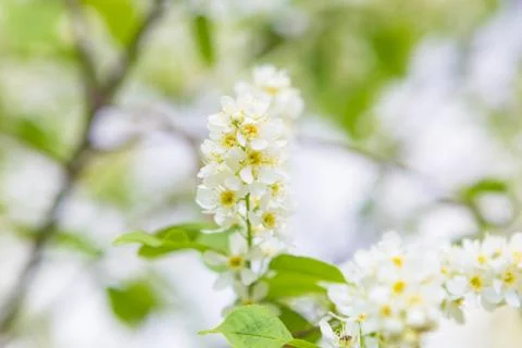 Bird cherry closeup with selective focus. Focus is on central part of the image. Stock-Fotos