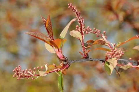 Bird cherry 'Colorata' Stock-Fotos