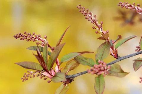 Bird cherry 'Colorata' Stock Photos