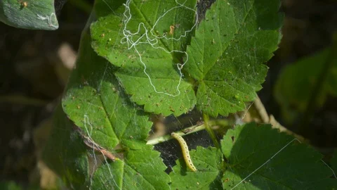 Bird-cherry eater ermine moth caterpillar worm insect damaging the nature 스톡 동영상 90614070