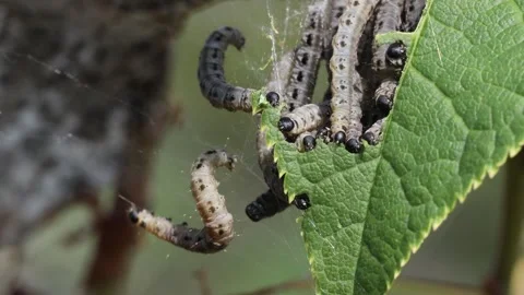 Bird Cherry Ermine Moth Caterpillar (Yponomeuta evonymella) Eating, UK Stock Footage 311099229