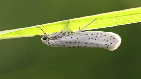 Bird-Cherry Ermine Moth Hanging on a Grass Stem, Northern England Video stock 312503427