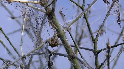 Bird-cherry Ermine In Tree Stock Footage 38869988
