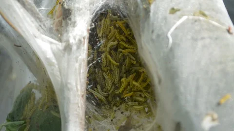 Bird-cherry ermine worms get disturbed but punching the tree and start moving 스톡 동영상 90613835