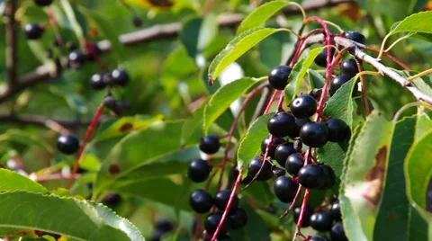 Bird Cherry in fall Stock Footage 58893117