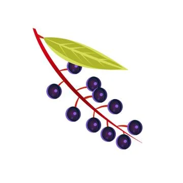 Bird Cherry Flat Vector Sticker Stock Illustration