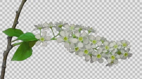 Bird-cherry flower blooming. 4k time lapse, with alpha channel Stock Footage 64106437