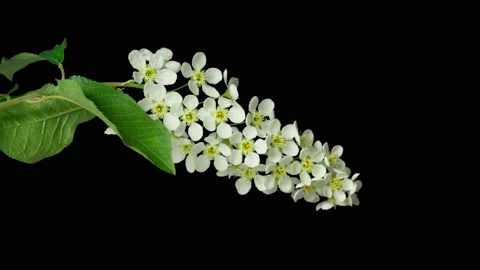 Bird-cherry flower blooming. Stock Footage 90353207