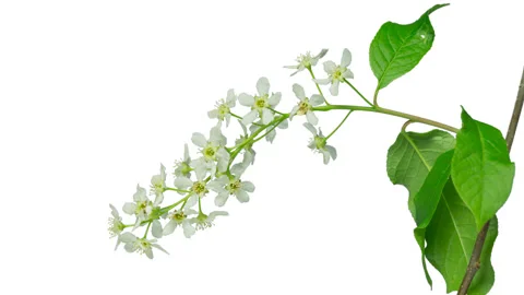 Bird-cherry flower blooming. Stock Footage 90354940