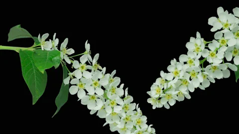 Bird-cherry flower blooming. Stock Footage 90365519