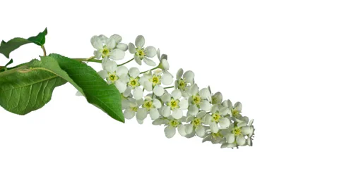 Bird-cherry flower blooming. Stock Footage 98298701
