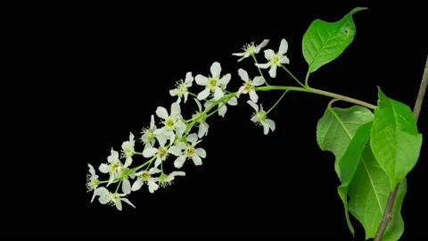 Bird-cherry flower blooming. Stock Footage 98299227