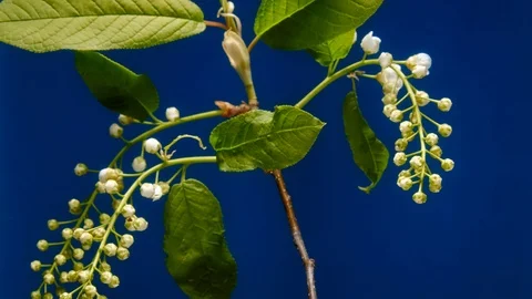 Bird-cherry flower blooming time lapse Видео 116720129