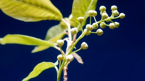 Bird-cherry flower blooming time lapse Stock Footage 117815422