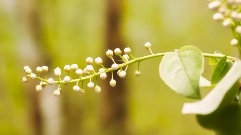 Bird-cherry flower blooming time lapse Stock Footage 160881899