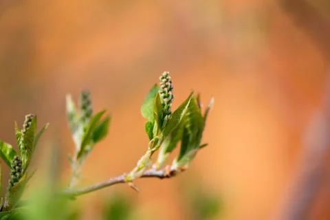 Bird Cherry Flower Buds Stock-Fotos