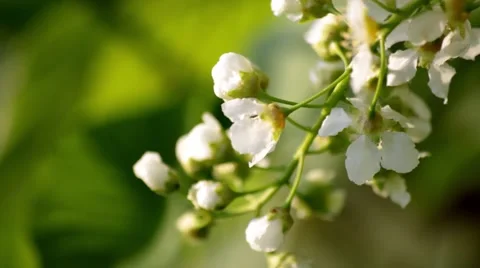 Bird-Cherry Flower Close Up    Video stock 49842471