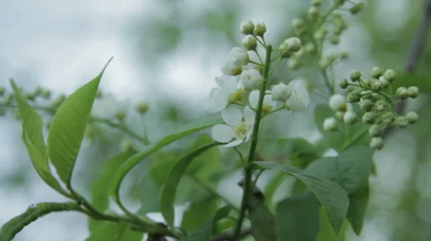 Bird-Cherry Flower Close Up Stock Footage 62835638