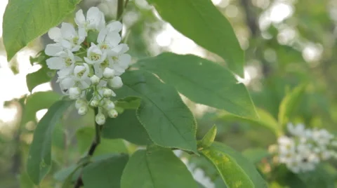 Bird-Cherry Flower Close Up Stock Footage 62836040