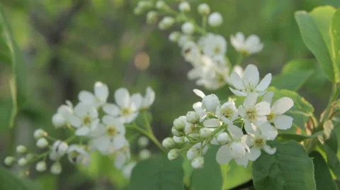 Bird-Cherry Flower Close Up Stock Footage 62836316