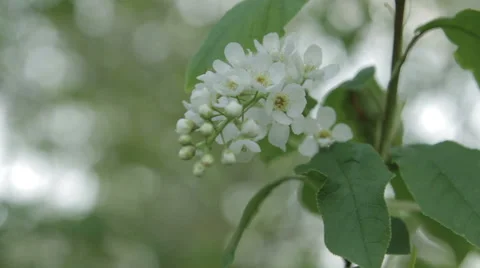Bird-Cherry Flower Close Up Stock Footage 62836938