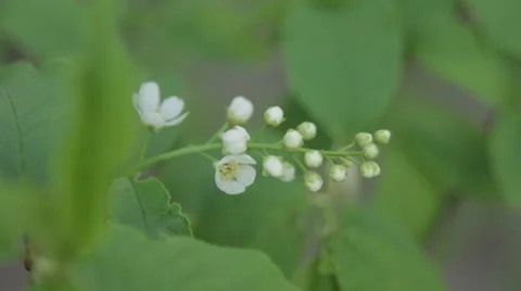 Bird-Cherry Flower Close Up Stock Footage 62837422