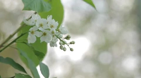 Bird-Cherry Flower Close Up Stock Footage 62838012