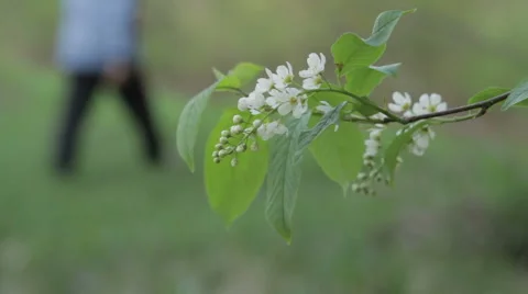Bird-Cherry Flower Close Up Stock Footage 62839158
