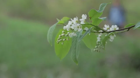 Bird-Cherry Flower Close Up Stock Footage 62840044